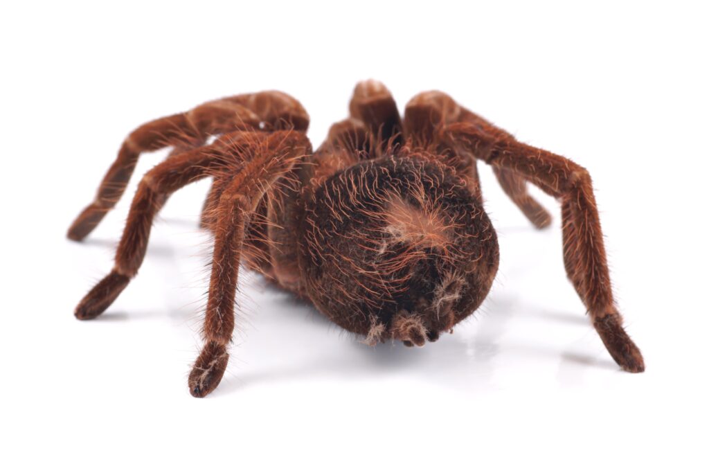 27264075 - tarantula spider, female  theraphosa blondi , shot from behind