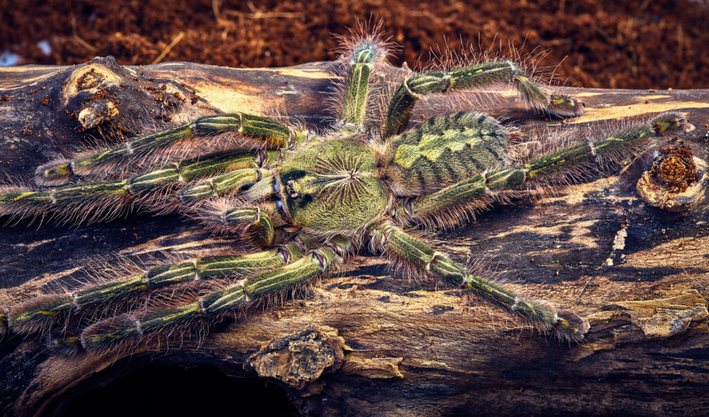 Tarantula Poecilotheria rufilata close-up on a background of brown tree