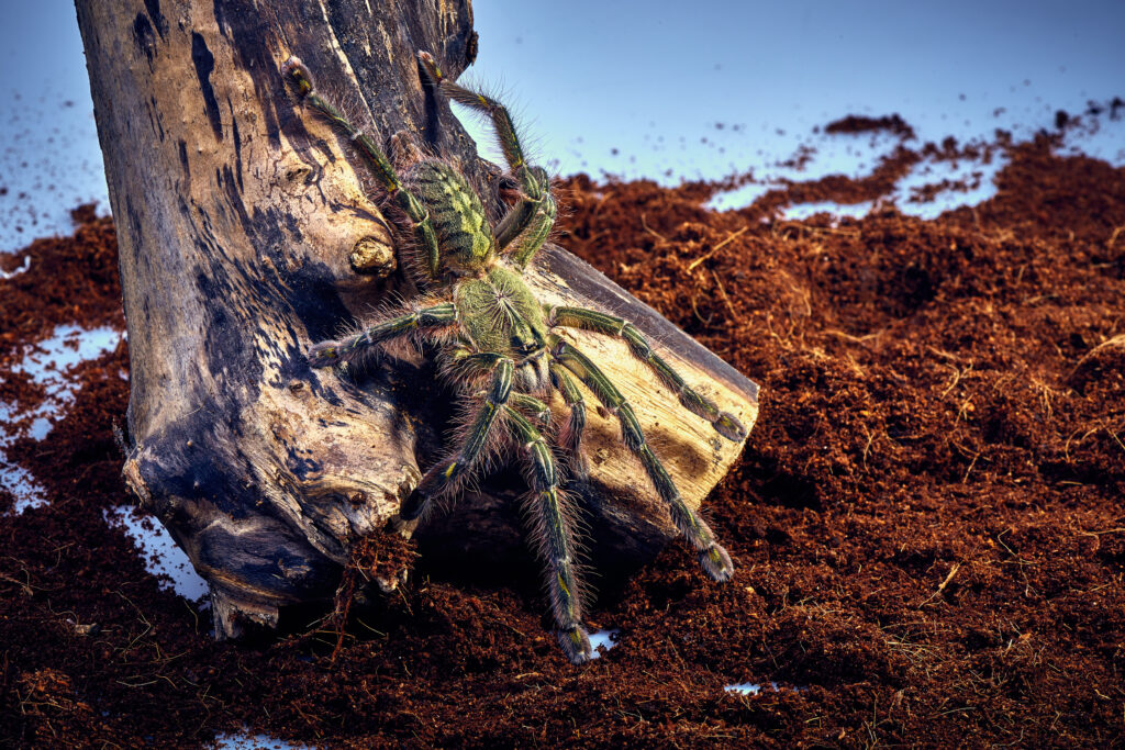 Tarantula Poecilotheria rufilata close-up on a background of brown tree