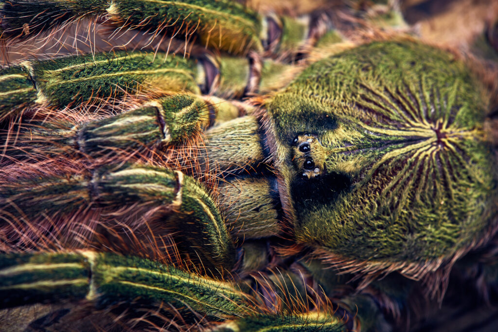 Tarantula Poecilotheria rufilata close-up on a background of brown tree