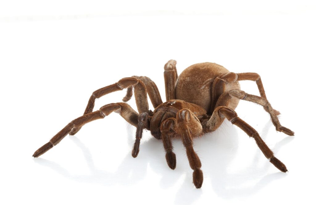 4240445 - goliath birdeater (theraphosa blondi) isolated on white background.