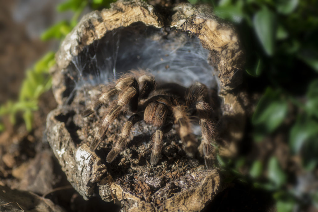Tarantula (Nhandu coloratovillosus) adult female at the entrance to burrow