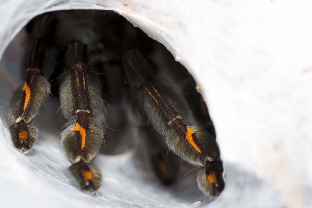 Closeup of tarantula (Psalmopoeus irminia). Female. Focus on leg