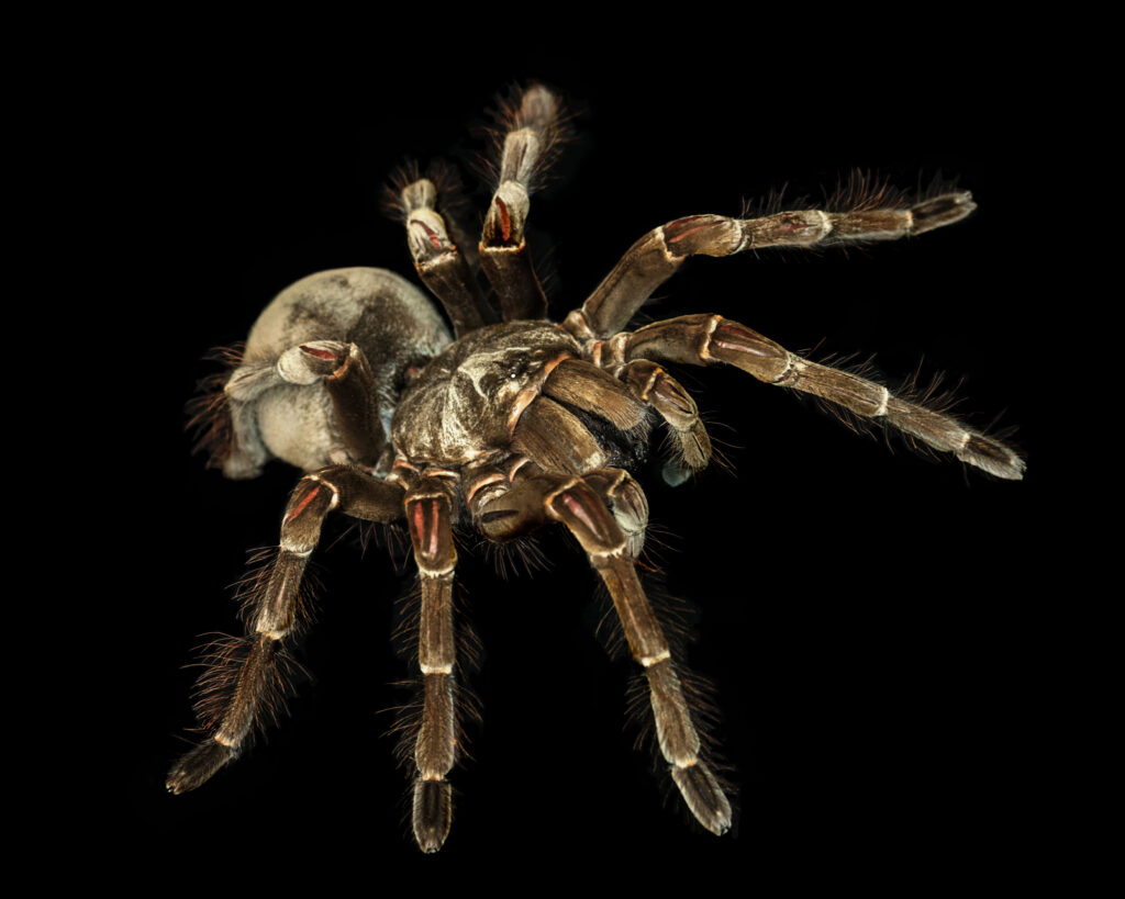 Insect Zoo, National Museum of Natural History
Goliath Birdeater
Theraphosa blondi