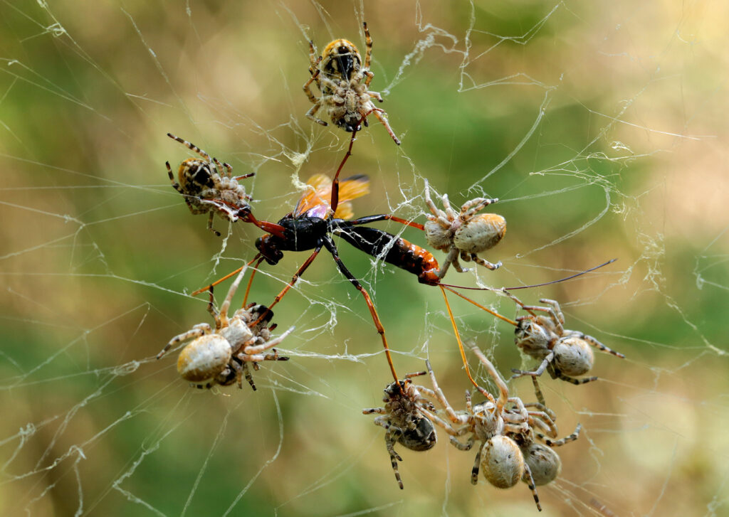 By (c) Wynand Uys, some rights reserved (CC BY) - https://www.inaturalist.org/photos/12637215, CC BY 4.0, https://commons.wikimedia.org/w/index.php?curid=124196218