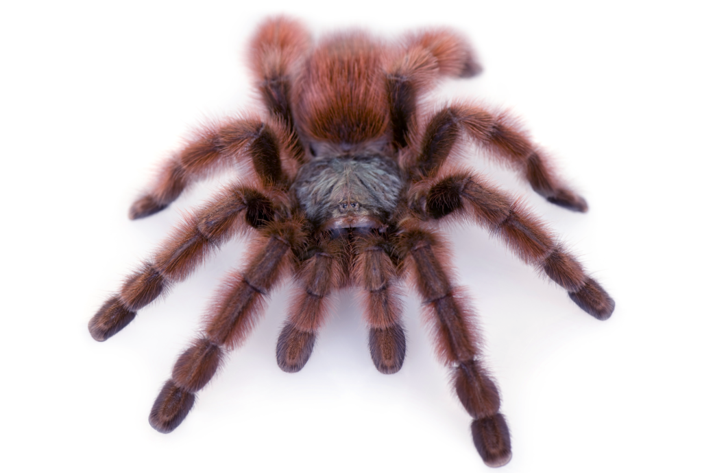 Caribena versicolor 1