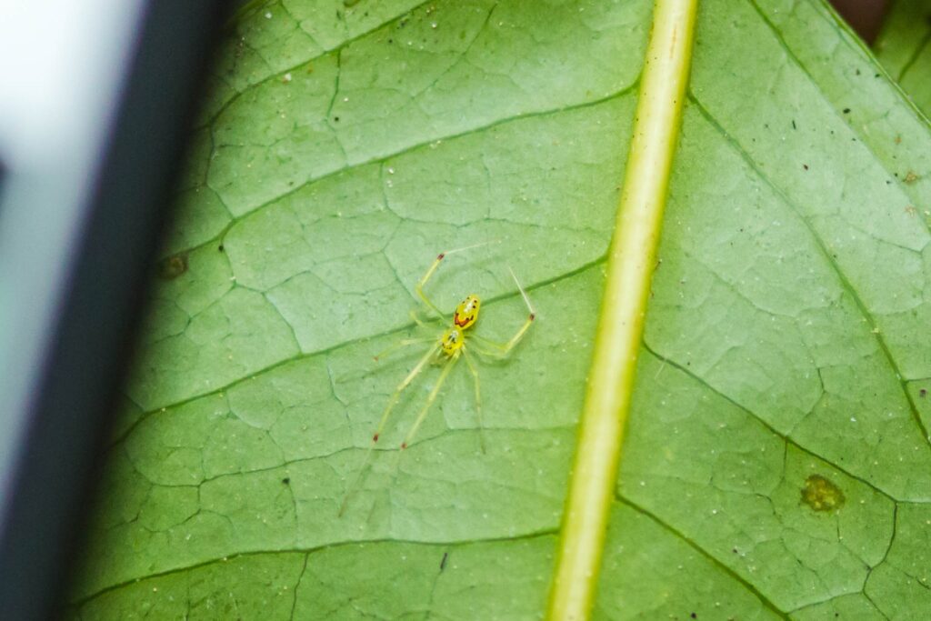 By Melissa McMasters from Memphis, TN, United States - Hawaiian happyface spider, CC BY 2.0, https://commons.wikimedia.org/w/index.php?curid=74528278