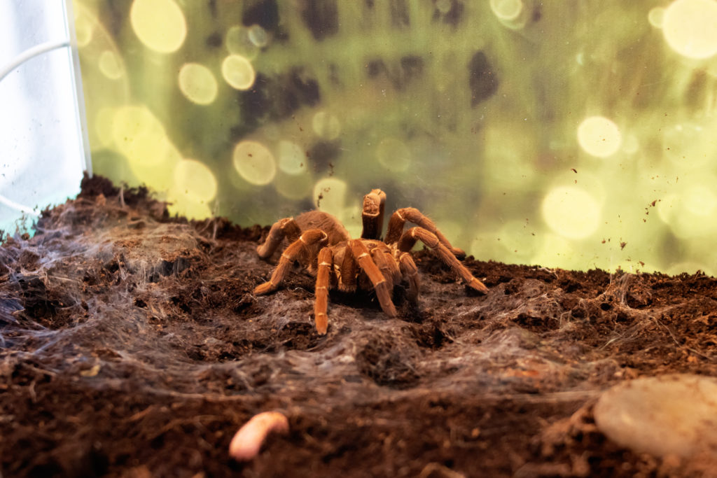 Spider teraphosa cravshai in a terrarium close up