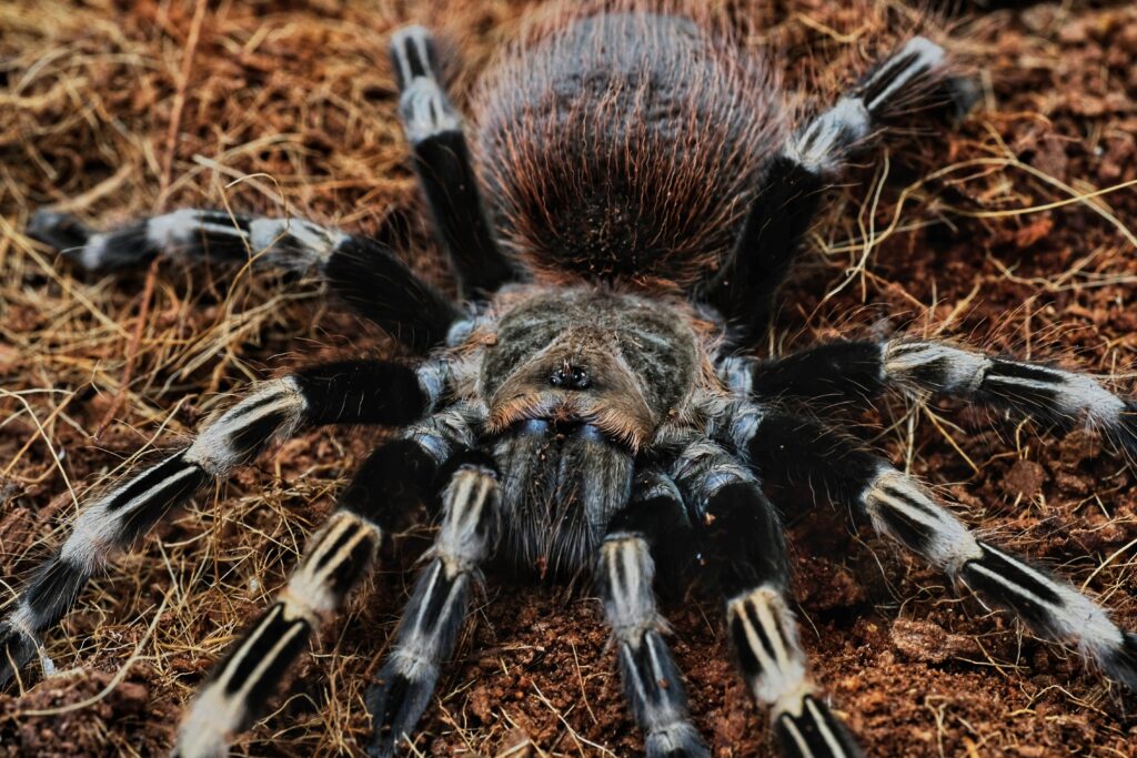 Nhandu chromatus 1