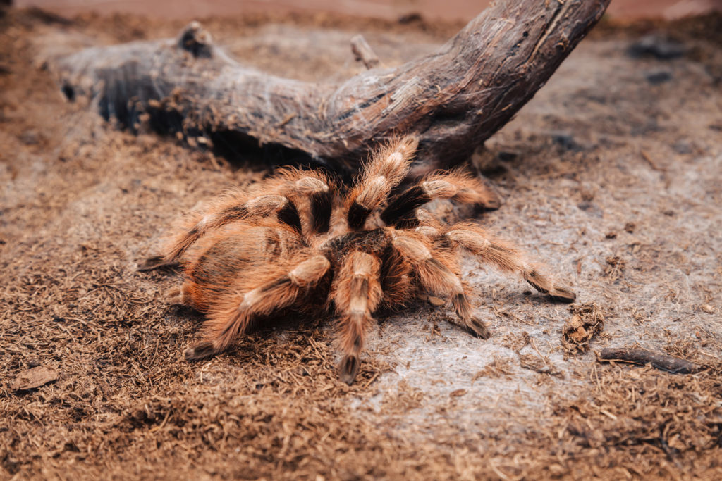 Large tarantula spider on an earthen surface.