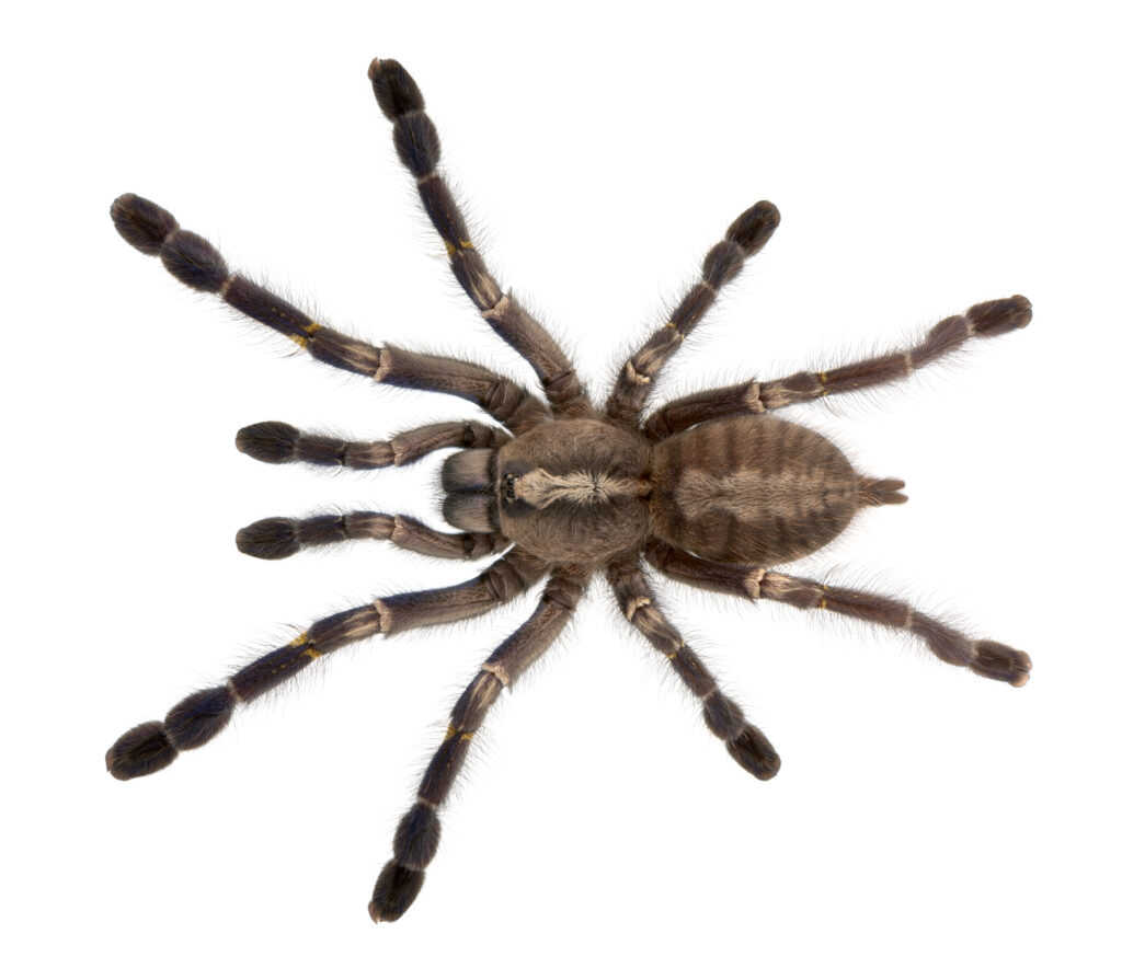 Tarantula spider, Poecilotheria Metallica, in front of white background