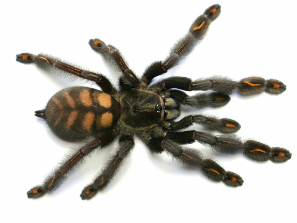 Psalmopeus irminia 1