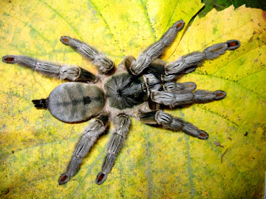 Psalmopoeus cambridgei