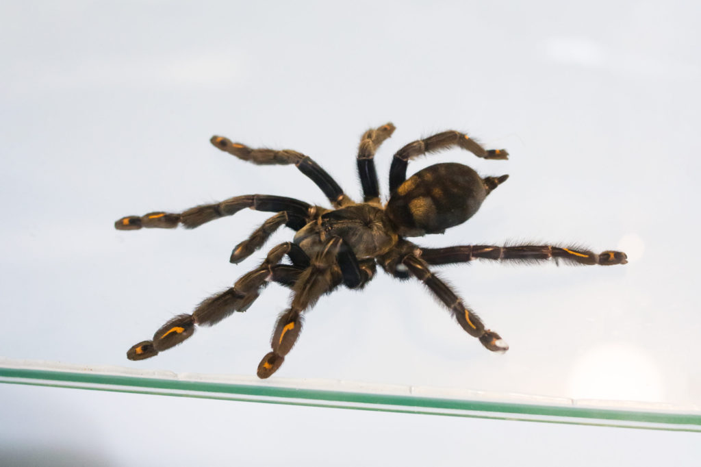 Big brown spider in a terrarium on glass