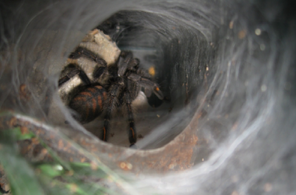 Psalmopoeus irminia
