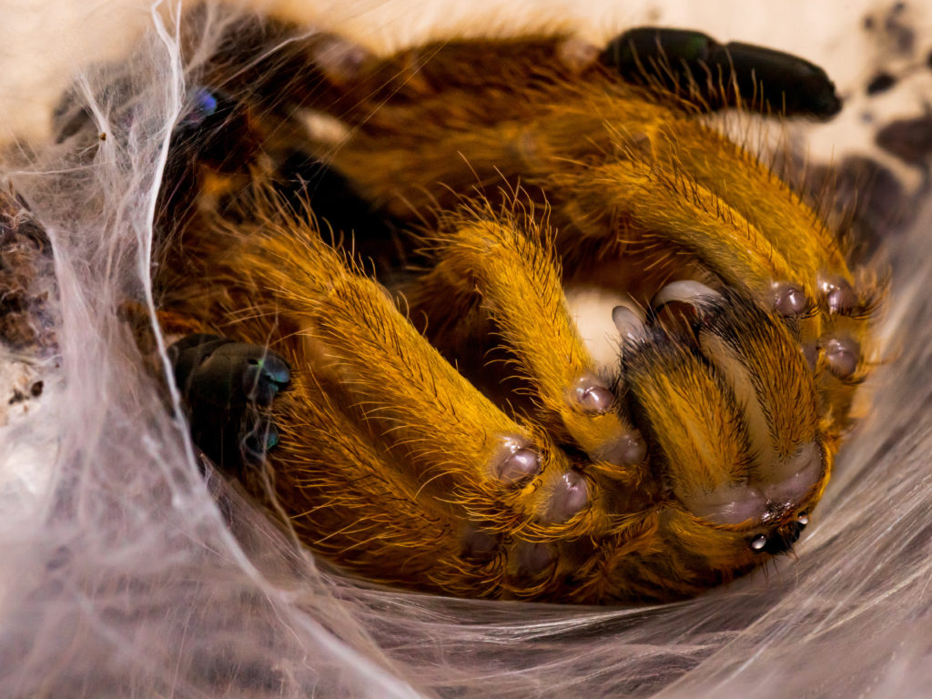Pterinochilus murinus 3
