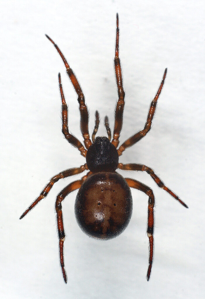 Autorstwa M. Virtala - http://www.insects.fi/insectimages/file?dir=images&op=showSpecies&order=ARA&family=Theridiidae&genus=Steatoda&species=bipunctata&photographer=, Copyrighted free use, https://commons.wikimedia.org/w/index.php?curid=18106049