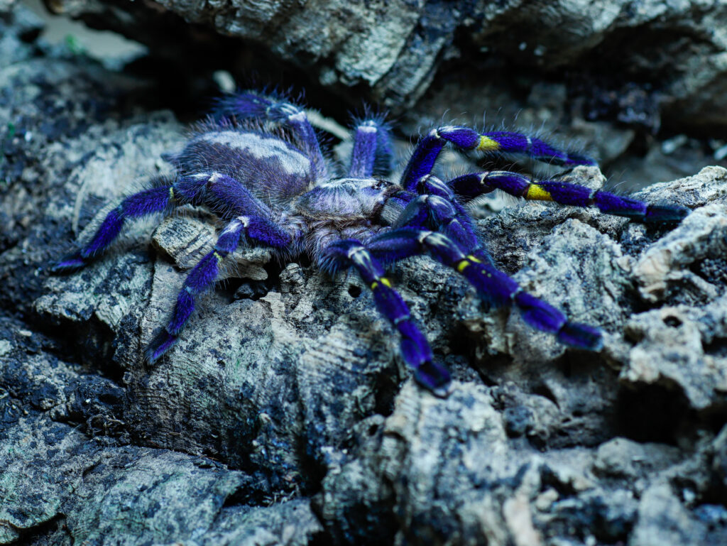 blue-tarantula-is-rock