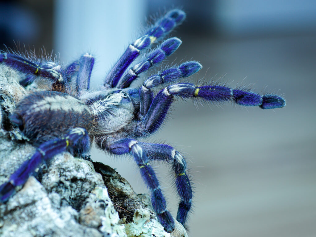 blue-tarantula-with-yellow-stripe-its-tail (1)