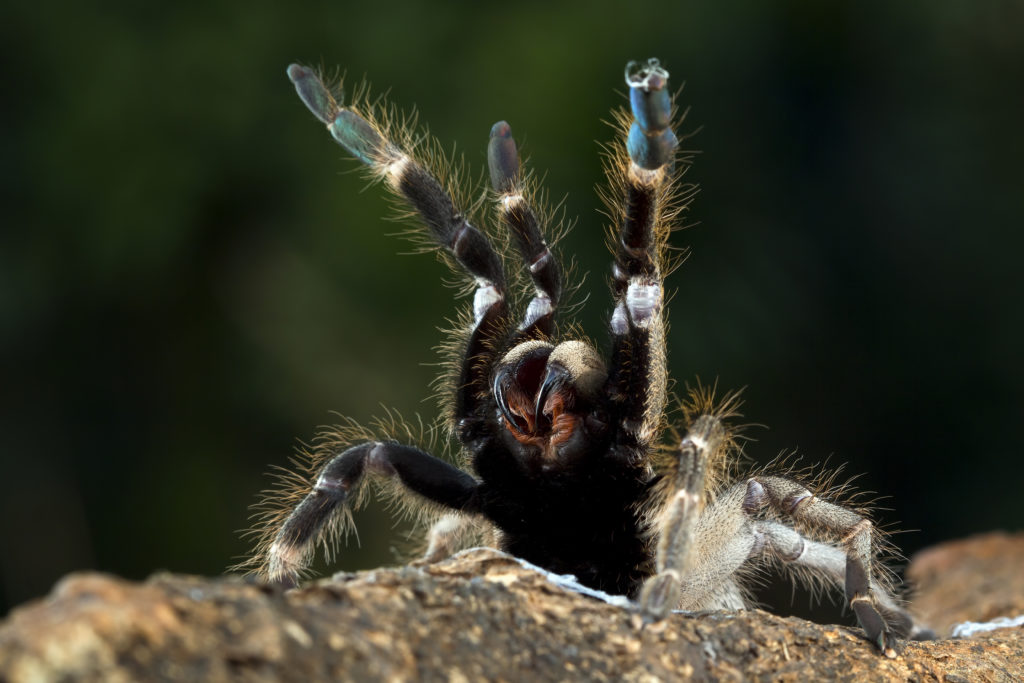 ceratogyrus-darlingi-tarantula-closeup