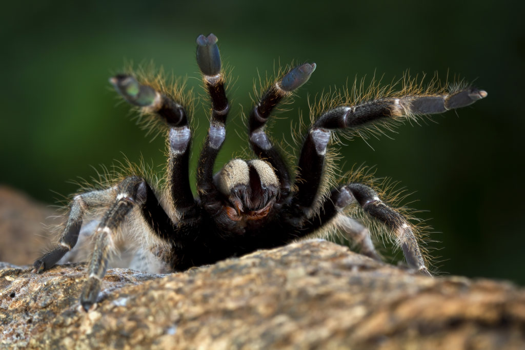 ceratogyrus-darlingi-tarantula-closeup-ceratogyrus-darlingi-tarantula-front-view-insect-closup