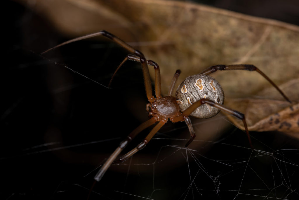 Female Adult Brown Widow of the species Latrodectus geometricus