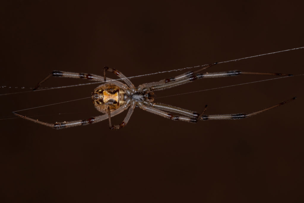 Female Adult Brown Widow of the species Latrodectus geometricus