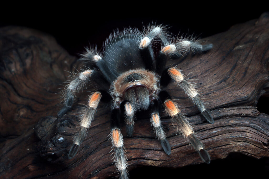 hamorii-tarantula-closeup-wood-hamorii-tarantula-closeup-hamorii-tarantula-front-view