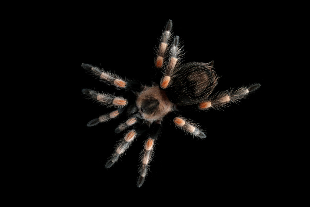 hamorii-tarantula-isolated-black-background-hamorii-tarantula-closeup-black-background