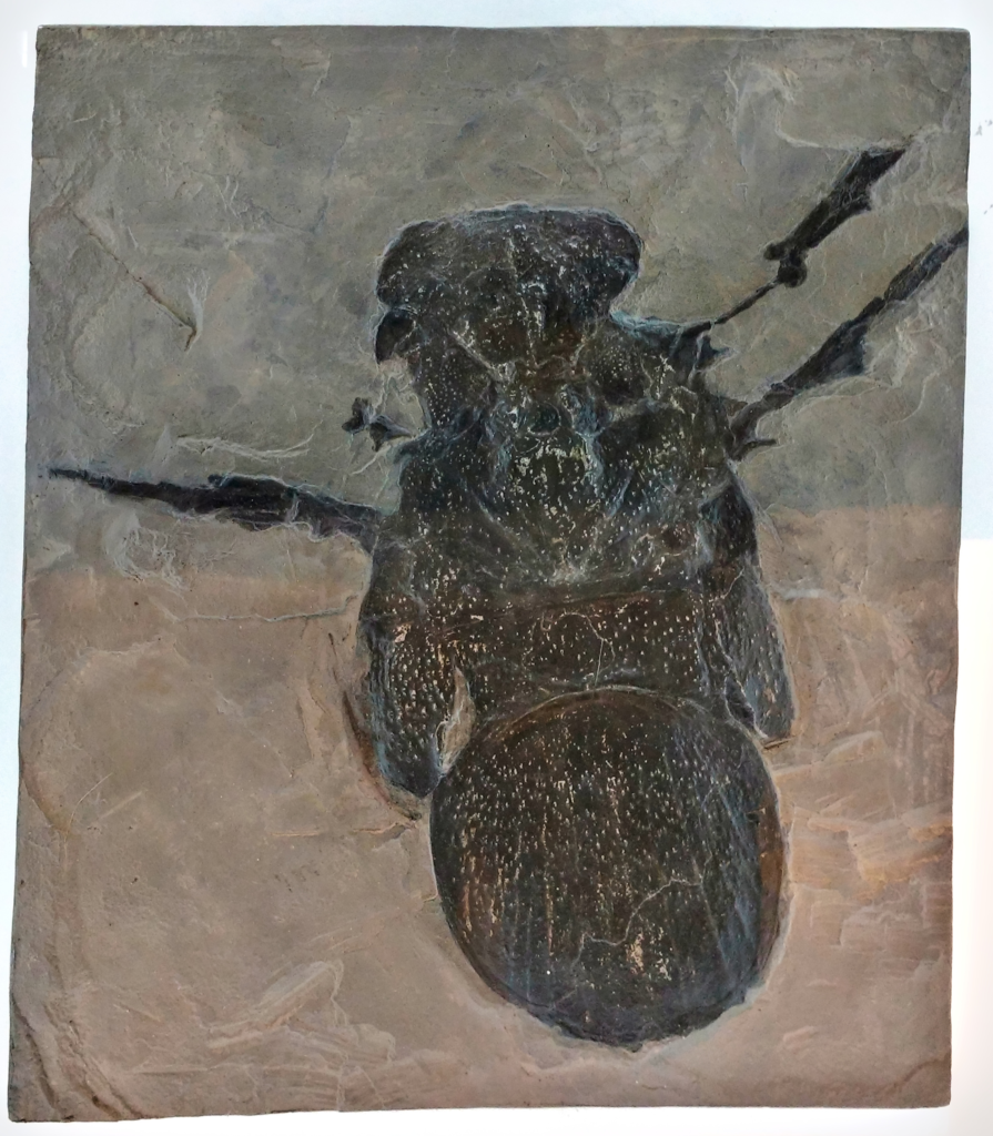 Skamielina Megarachne (Royal Ontario Museum).