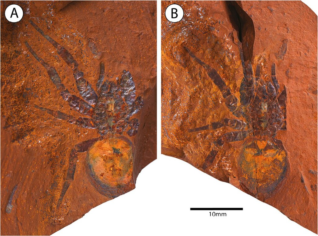 By Matthew R McCurry, Michael Frese, Robert Raven - A large brush-footed trapdoor spider (Mygalomorphae: Barychelidae) from the Miocene of Australia [1], CC BY 4.0, https://commons.wikimedia.org/w/index.php?curid=155690499