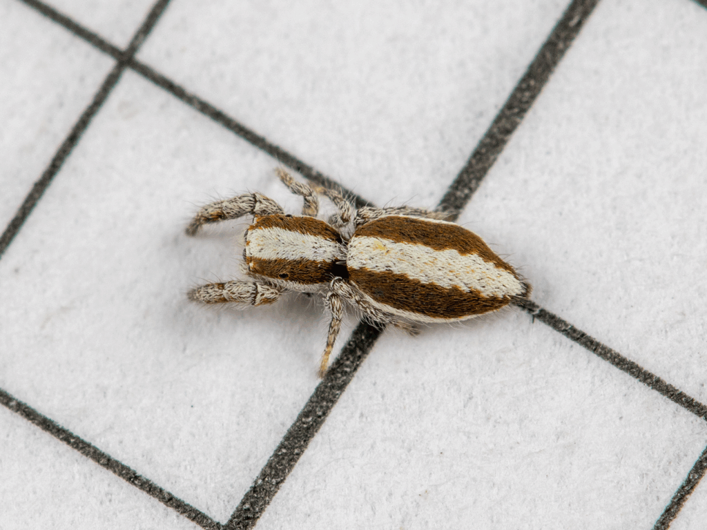 Samica. Autor: (c) Анатолий Озерной /Anatoly Ozernoy https://inaturalist.lu/photos/377509237