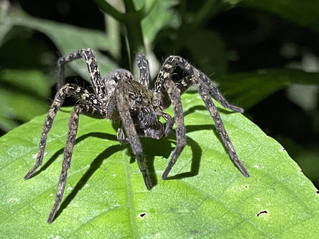 Samica. Źródło: 	https://www.inaturalist.org/observations/131847100