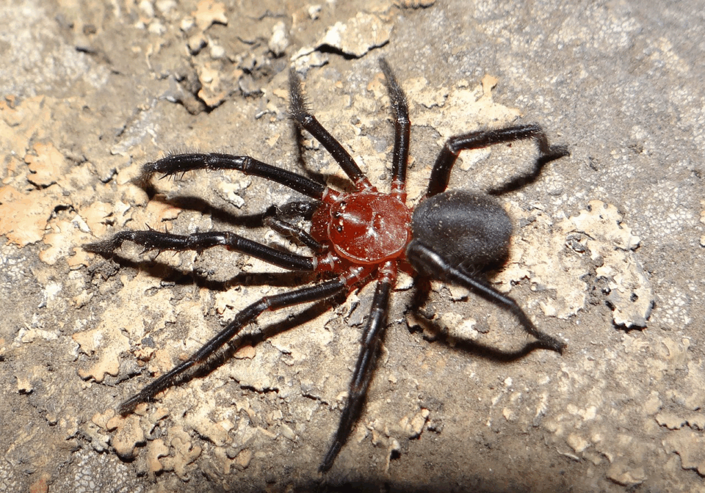 Samiec. By Nelson Ferretti, Gabriel Pompozzi, Pedro Cardoso - Ferretti N, Pompozzi G, Cardoso P (2017). "Species conservation profile of the rare and endemic trapdoor spider Calathotarsus simoni (Araneae, Migidae) from Central Argentina". Biodiversity Data Journal 5 (e14790). DOI:10.3897/BDJ.5.e14790., CC BY 4.0, https://commons.wikimedia.org/w/index.php?curid=63614951