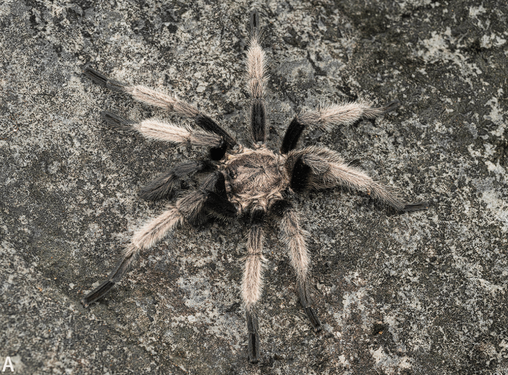 Samiec. Źródło: Lin Y-J, Li S, Xie C (2022) A new species of Chilobrachys (Araneae, Theraphosidae) from Guangdong,
China. Biodiversity Data Journal 10: e96467. https://doi.org/10.3897/BDJ.10.e96467