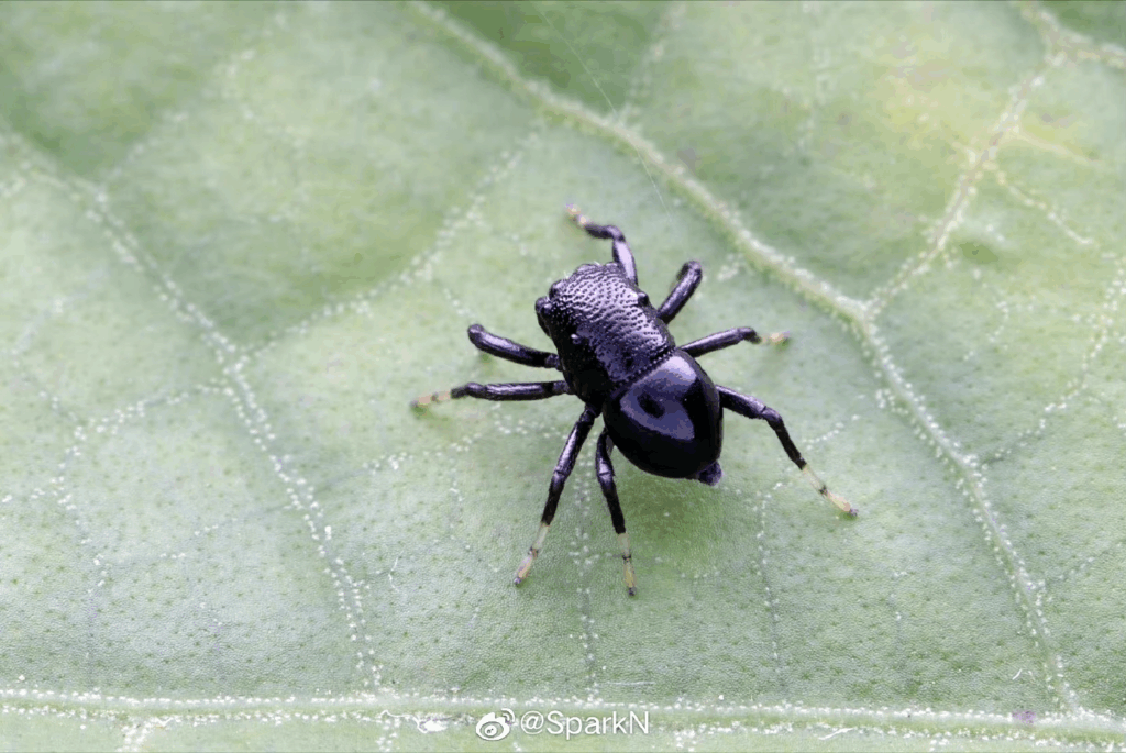 Autor: (c) Spark, niektóre prawa zastrzeżone (CC BY-NC) https://www.inaturalist.org/photos/295265002