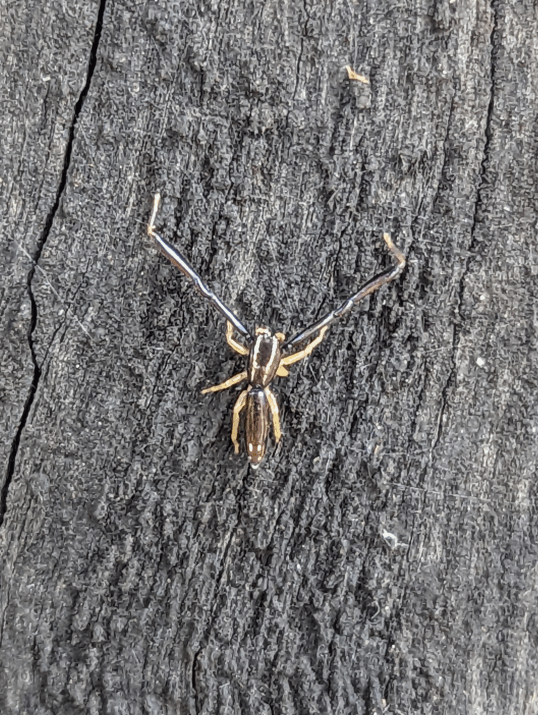 Samiec 
(c) RattyExplores – niektóre prawa zastrzeżone (CC BY-NC) 
https://www.inaturalist.org/observations/136992696