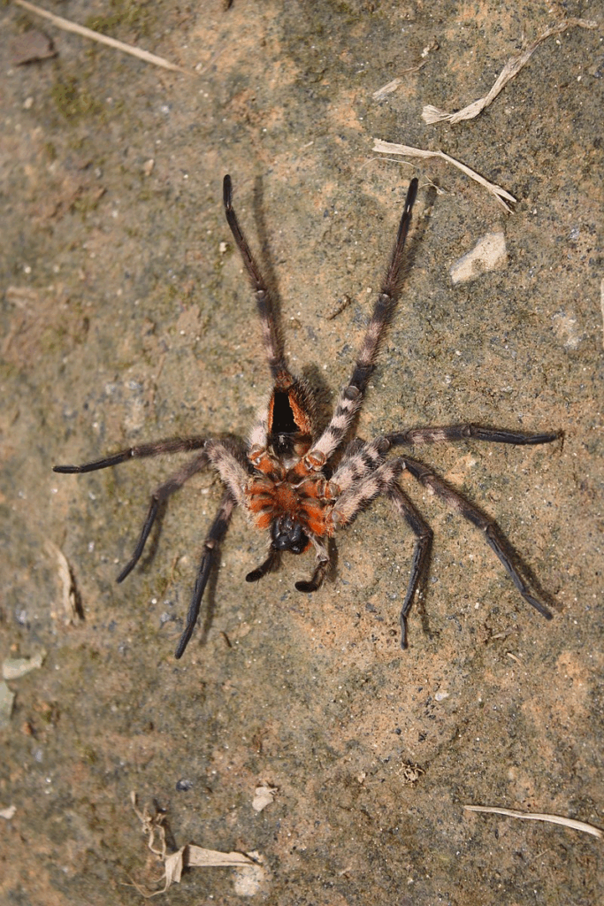 By Stuart J. Longhorn - Own work, CC BY-SA 4.0, https://commons.wikimedia.org/w/index.php?curid=34911415