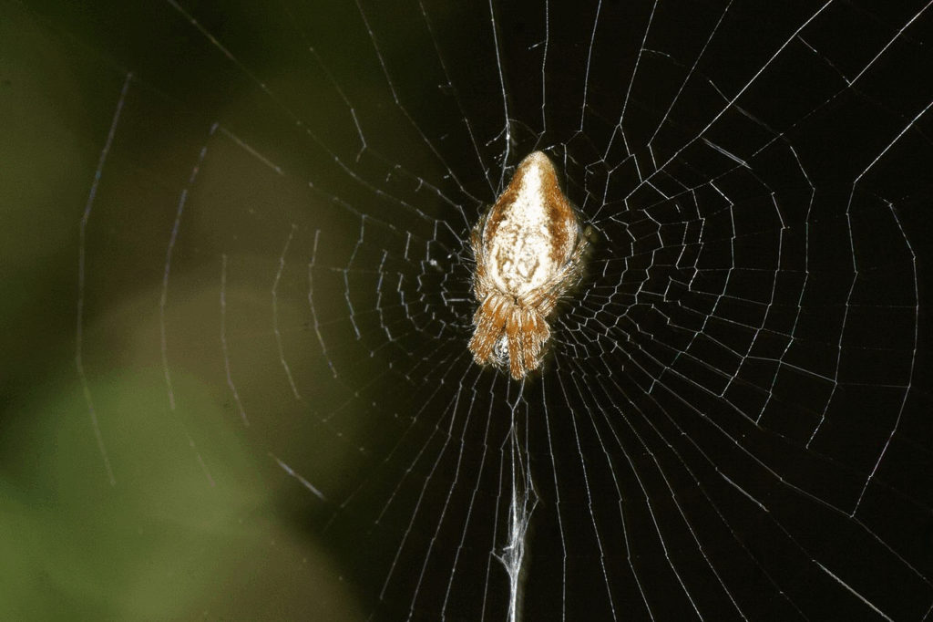 By Dariusz Kowalczyk, CC BY-SA 4.0, https://commons.wikimedia.org/w/index.php?curid=51445531
