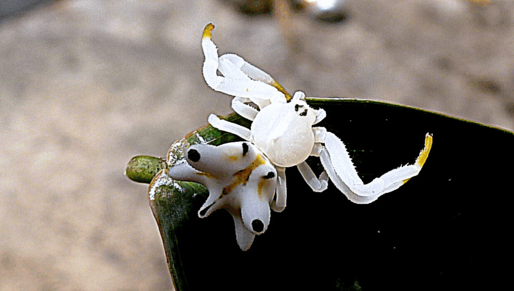 Par Alex Popovkin, Bahia, Brazil from Brazil — Epicadus heterogaster (Guerin, 1829), CC BY 2.0, https://commons.wikimedia.org/w/index.php?curid=45326861