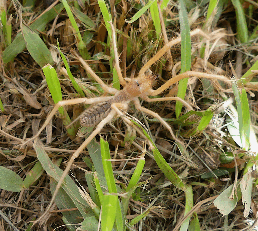 © Ila France, niektóre prawa zastrzeżone (CC-BY-NC) https://www.inaturalist.org/observations/118968400