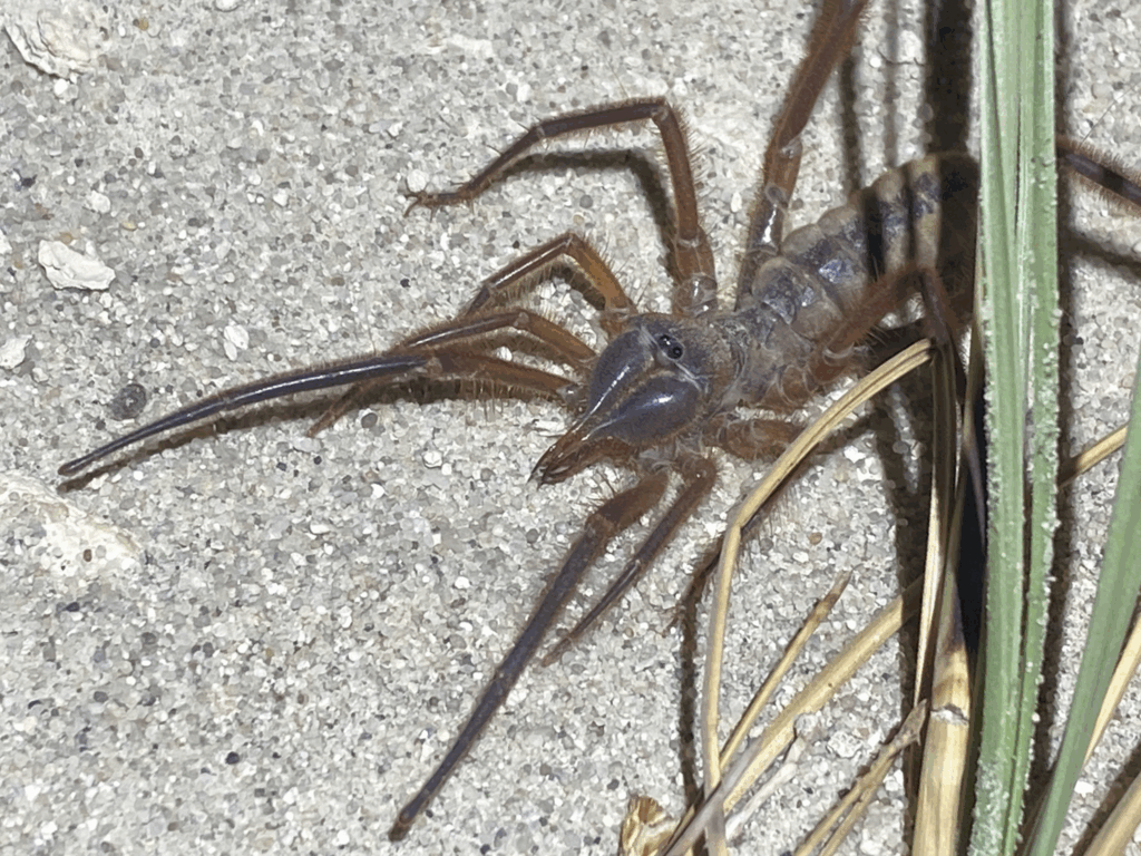 © John W Eagleton, niektóre prawa zastrzeżone (CC-BY-NC) https://www.inaturalist.org/observations/54905258