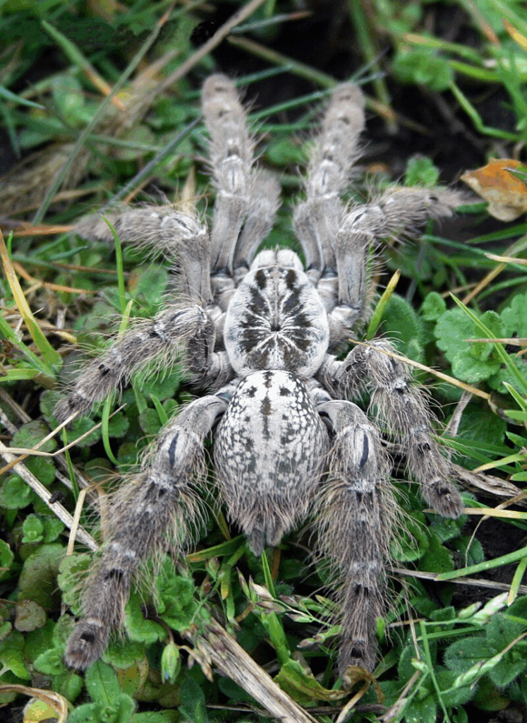 By Marc BRETHES - Own work, CC BY-SA 3.0, https://commons.wikimedia.org/w/index.php?curid=17058786