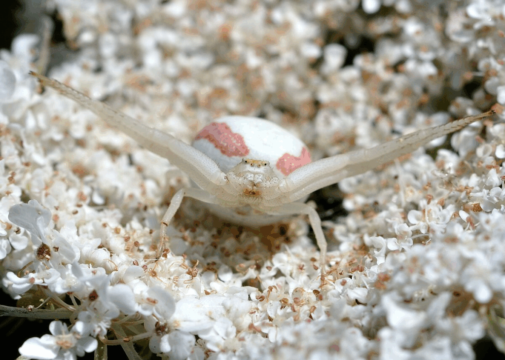 By Quartl - Own work, CC BY-SA 3.0, https://commons.wikimedia.org/w/index.php?curid=15977575