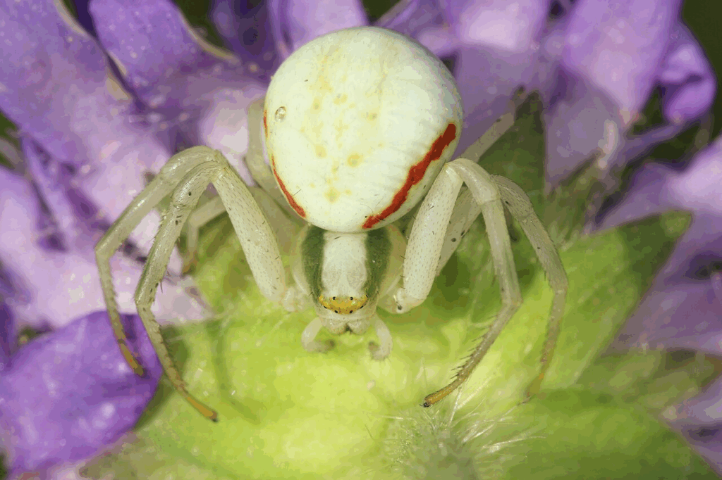 By Holger Krisp - Own work, CC BY 4.0, https://commons.wikimedia.org/w/index.php?curid=150270320