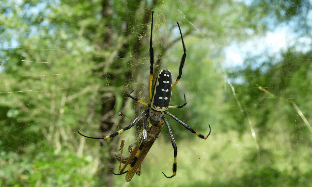 By Bernard DUPONT from FRANCE - Golden Orb Web-Spider (Nephila senegalensis), CC BY-SA 2.0, https://commons.wikimedia.org/w/index.php?curid=40735401