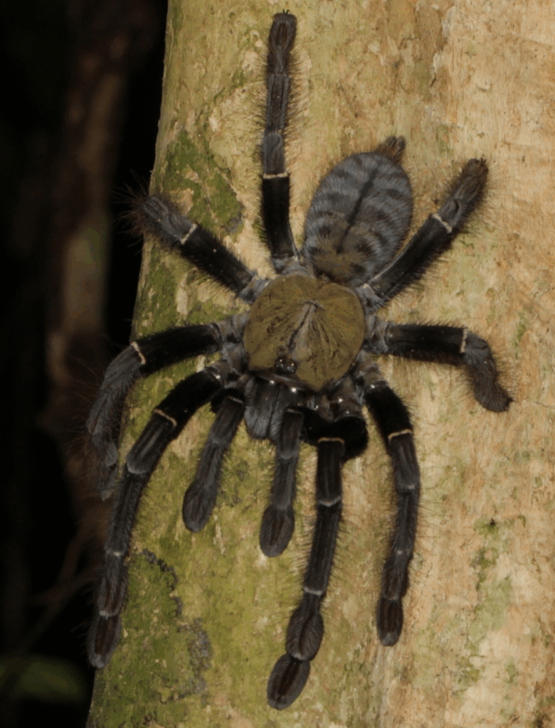 © Phil Benstead, niektóre prawa zastrzeżone (CC-BY-NC) https://www.inaturalist.org/observations/102304716