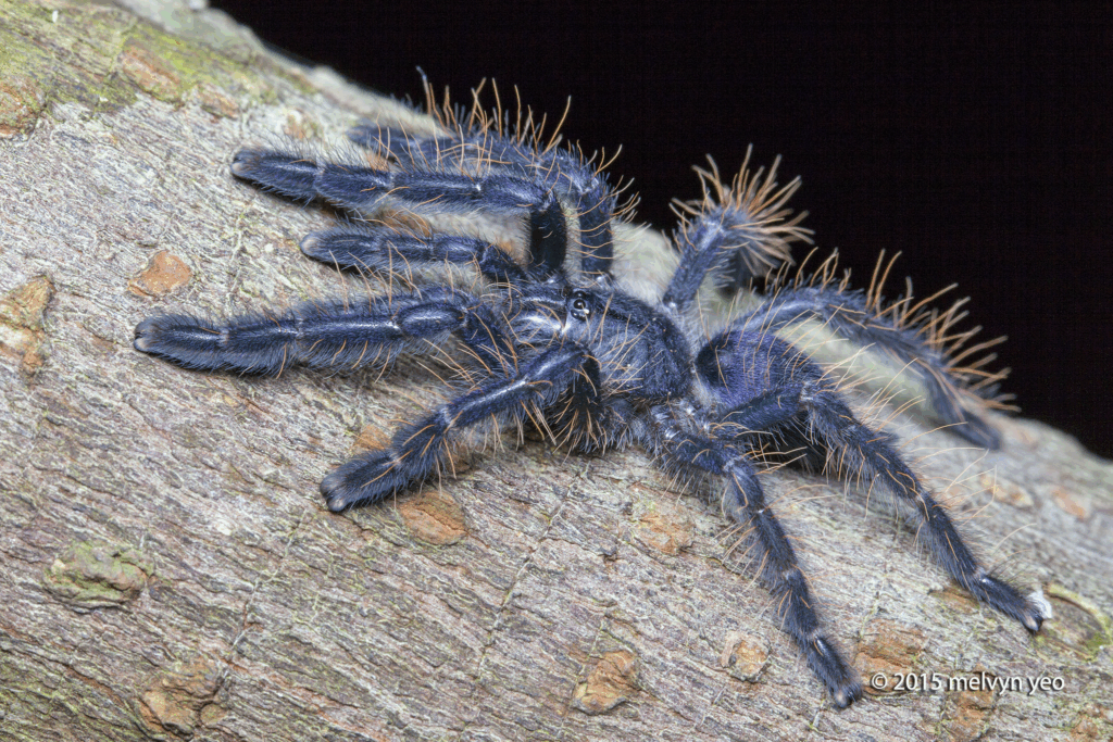 © Melvyn Yeo, niektóre prawa zastrzeżone (CC-BY-NC) https://www.inaturalist.org/observations/255682552