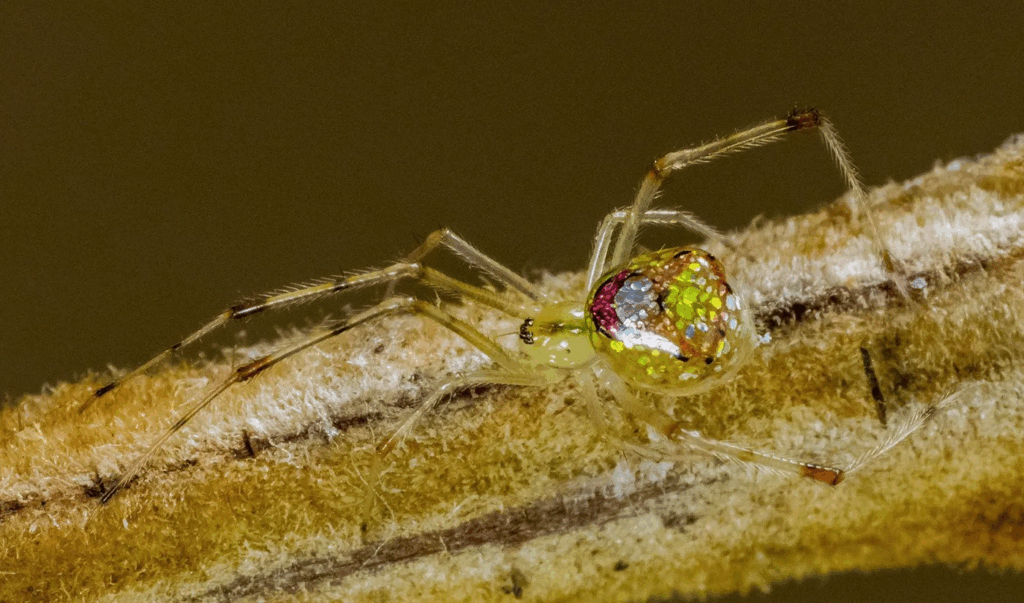 A mirror spider captured by Robert. Image credit: Robert Whyte