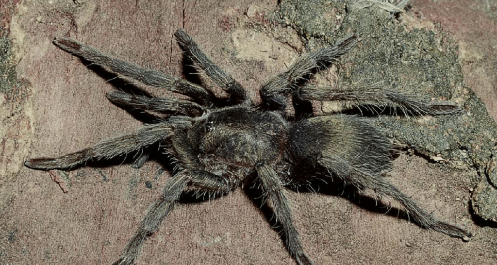 Źródło: https://birdspiders.ch/ngg_tag/selenogyrinae/#gallery/selenogyrinae/2276